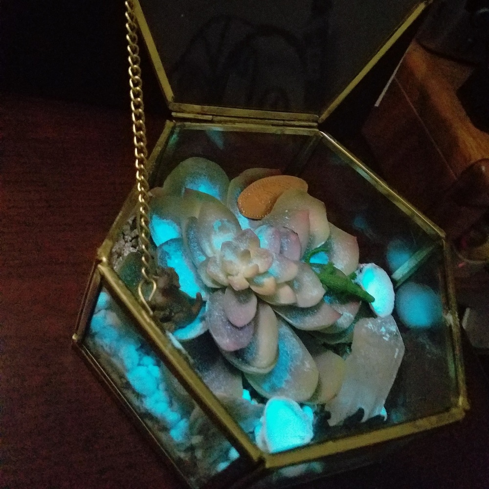 Glow in the dark small terrarium